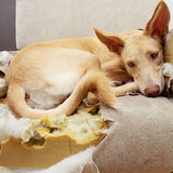 Un chien marron qui est grondé assis sur un canapé qu'il vient de détruire