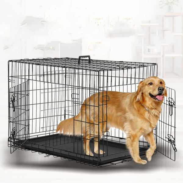 Un chien de race Labrador adulte sortant de sa cage sur un fond blanc
