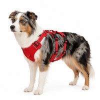 Harnais anti-traction ajustable 3 points pour chien