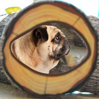 Un chien de race bull dog dans sa tunnel agility à motif en bois