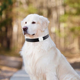 Un chien de couleur blanc assis portant un collier noir avec un GPS blanc