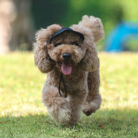 Petit chien marron trottinant mettant une casquette pour chien bleu sur une grande pelouse