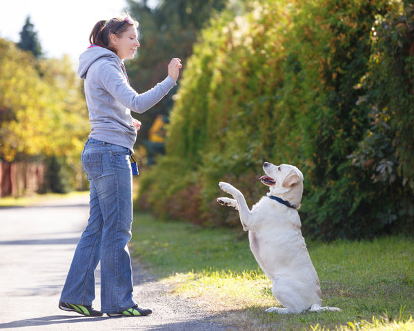 Une femme qui dresse son chien blanc à se tenir debout et ils sont près d'une route