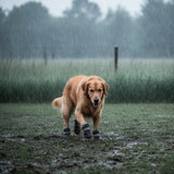 Bottes d’hiver imperméables et antidérapantes pour petits et grands chiens