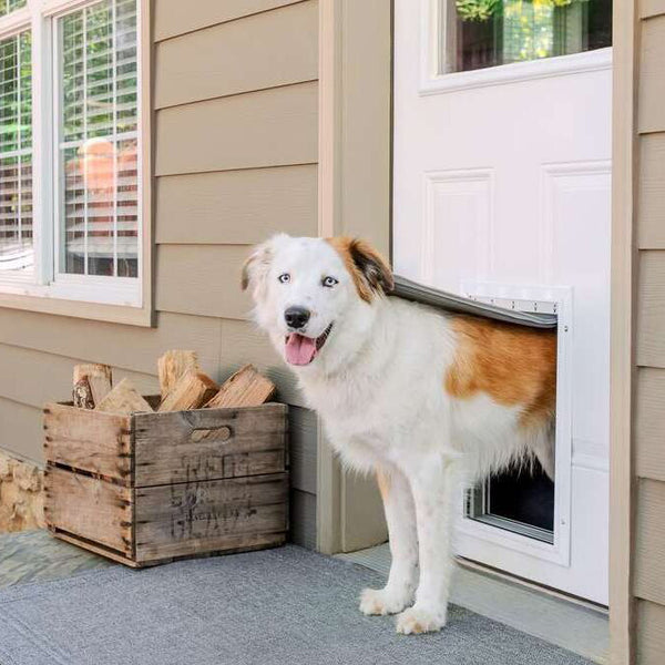 Un chien qui sort à moitié sont corps avant par une chatière sur une porte blanche d'une maison