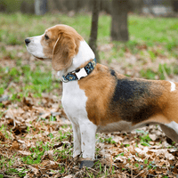 Collier pour chien personnalisable à motifs bohémiens