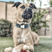 Collier pour chien personnalisable à motifs bohémiens