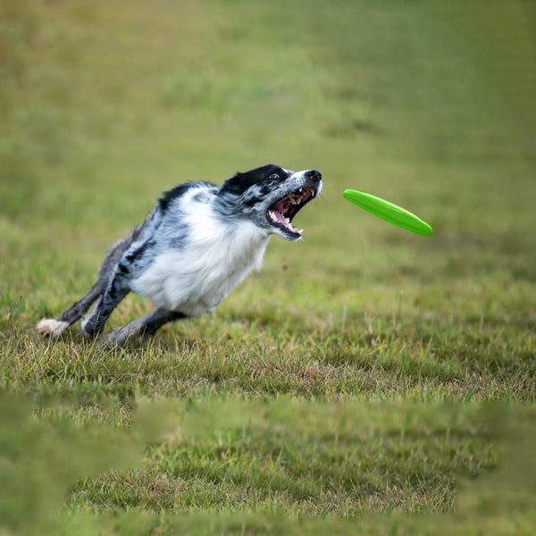 Frisbee - jouet - pour chien Crocandiz