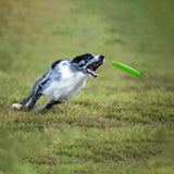 Un chien qui est entrain d'attraper un frisbee de couleur verte sur une pelouse