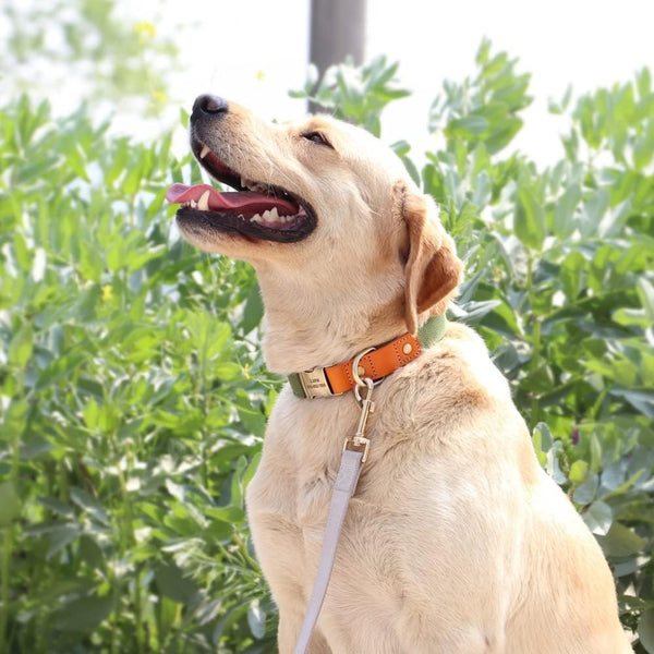 Un grand chien de race Labrador assis près des buissons portant un collier en tissu tressé de couleur vert et une laisse gris