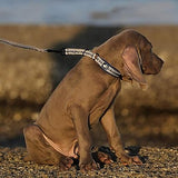 Un chien de couleur marron assis et vue de profil portant un collier de la marque Truelove sur le cou avec une laisse sur le collier
