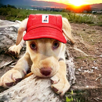 Un petit chien mettant une casquette rouge allongé sur du bois avec un fond de coucher de soleil