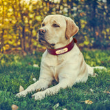On voit un grand chien allongé sur l'herbe face caméra. Le chien porte un collier pour chien en cuir. 