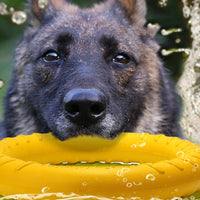 chien qui tient dans sa bouche un jouet de traction volant jaune