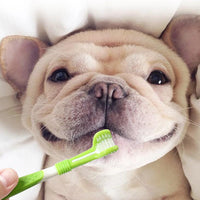 Kit de brosses à dents pour chien