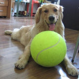 chien avec une balle de tennis géante allongé sur du parquet