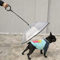 chien avec son parapluie pour chien