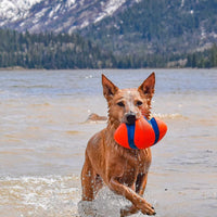 chien qui joue avec un ballon de rugby pour chien dans l'eau