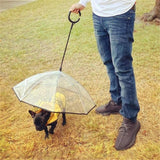 chien dans l'herbe avec son parapluie pour chien