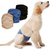 Un chien mâle qui porte une couche couches pour chien mâle incontinent avec une présentation des différentes couleurs disponibles
