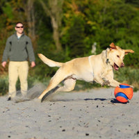 chien qui joue au ballon sur du sable