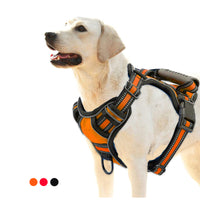 Un chien clair porte un harnais pour chien orange. Le fond de l'image est blanc. Le chien est à droite de l'image et regarde vers la gauche. 