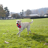 chien qui joue au ballon de rugby sur l'herbe