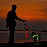 Harnais lumineux pour chien rechargeable