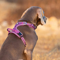 chien avec harnais truelove violet