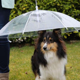 grand chien avec un parapluie