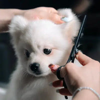 chien qui se fait couper les poils avec un ciseaux pour chien
